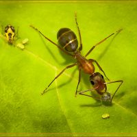 Ant Eating Mite - Neal Thompson